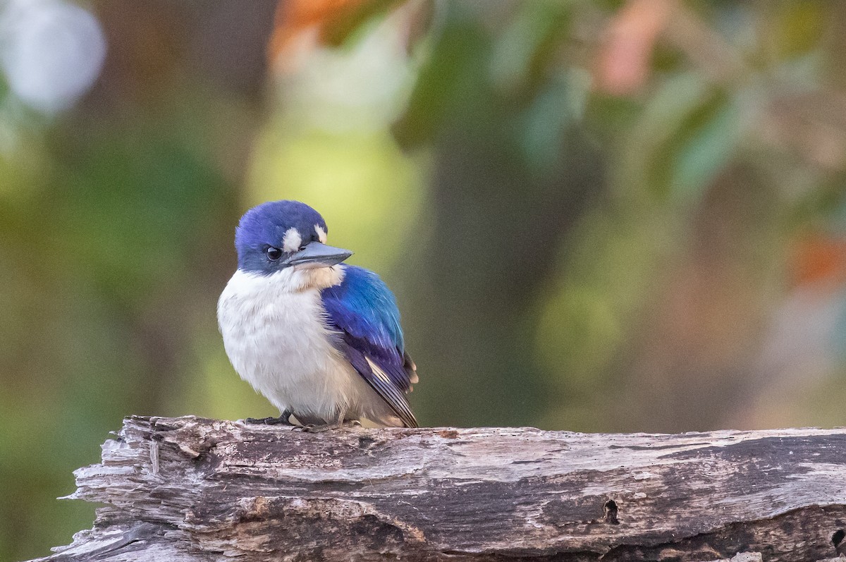 Forest Kingfisher - ML646338619
