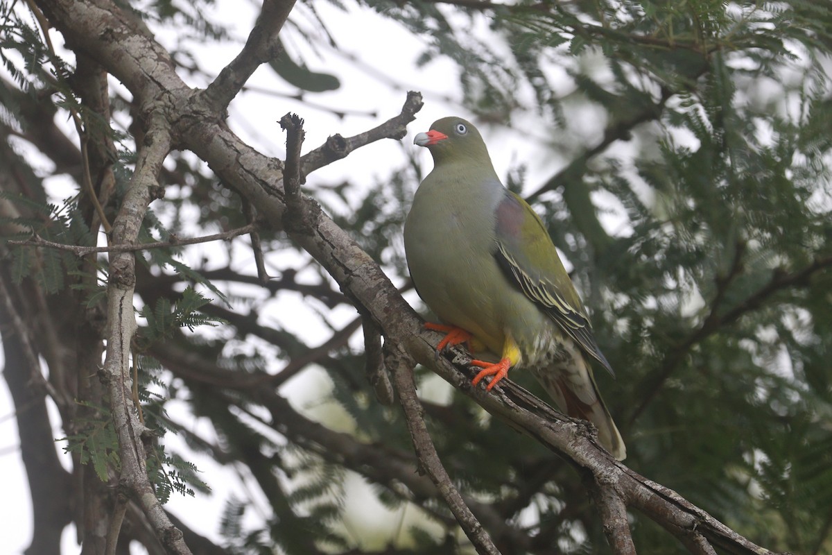 African Green-Pigeon - ML646338620
