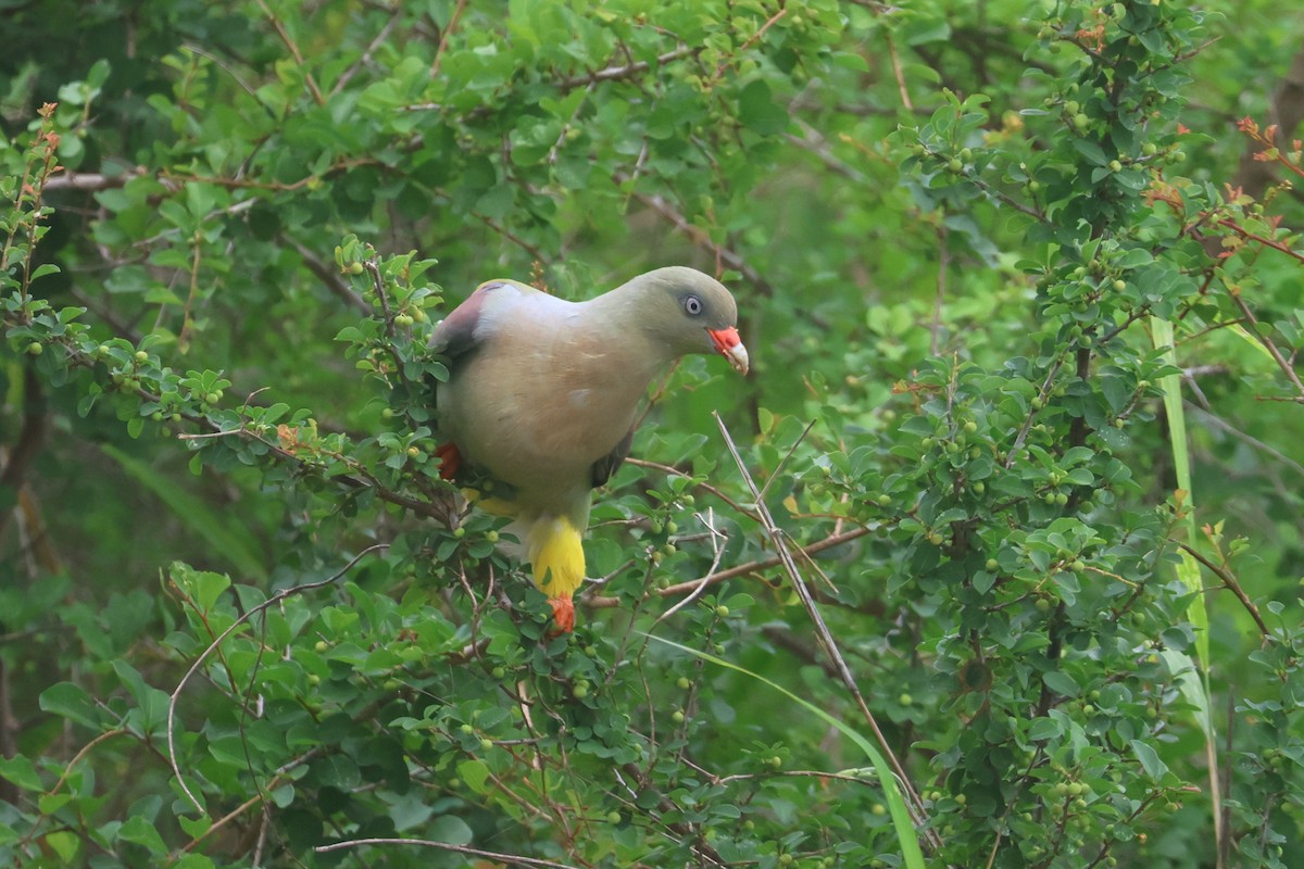 African Green-Pigeon - ML646338621
