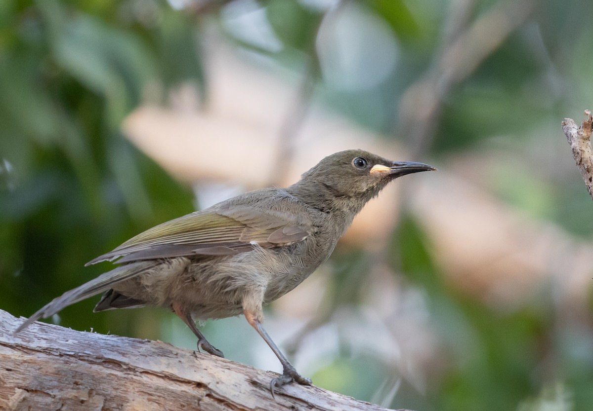 White-gaped Honeyeater - ML646338623