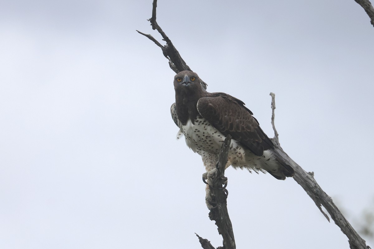 Martial Eagle - ML646338625
