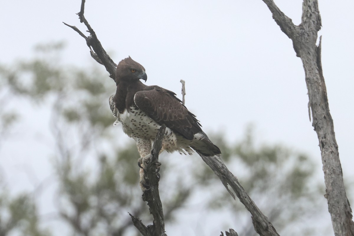 Martial Eagle - ML646338626