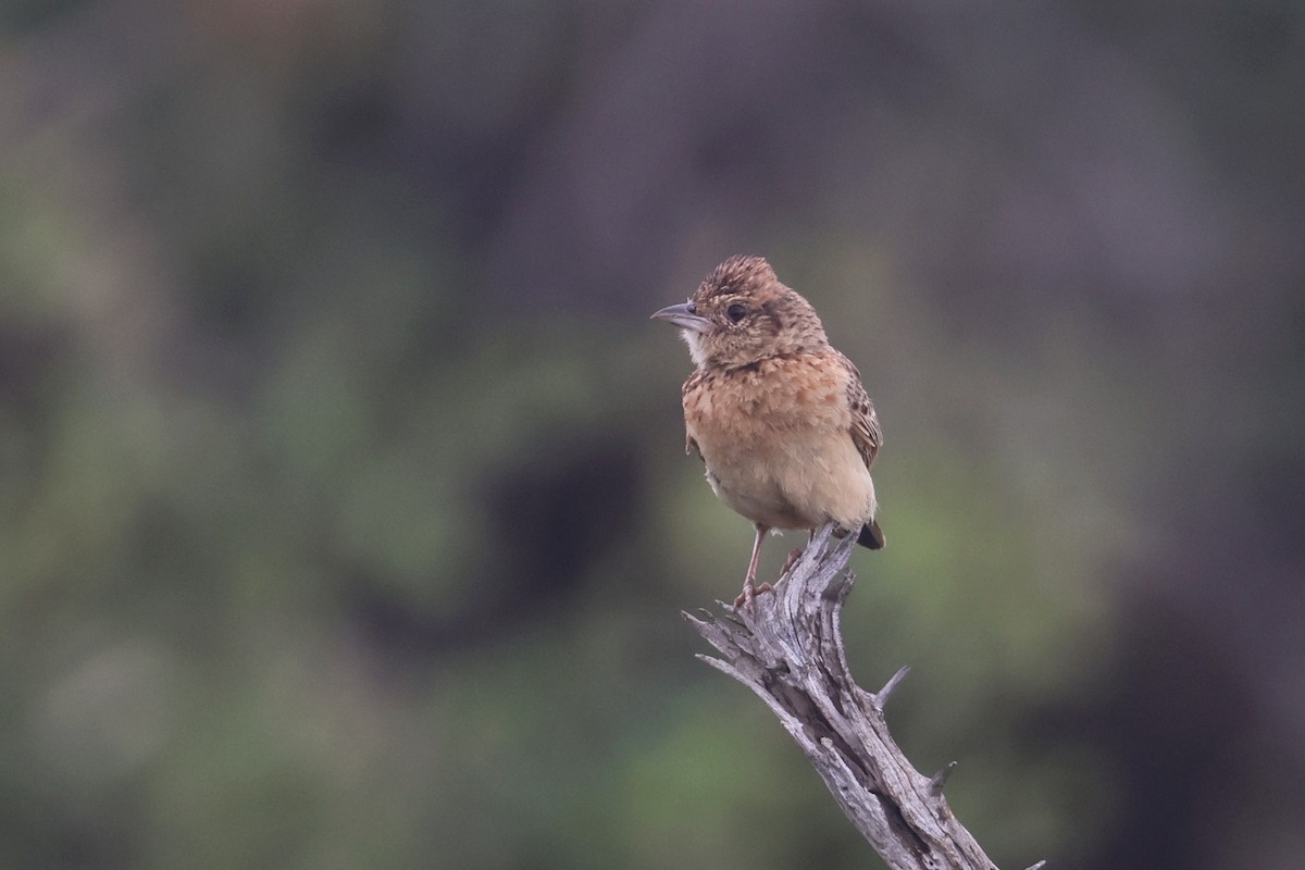 Flappet Lark - ML646338627