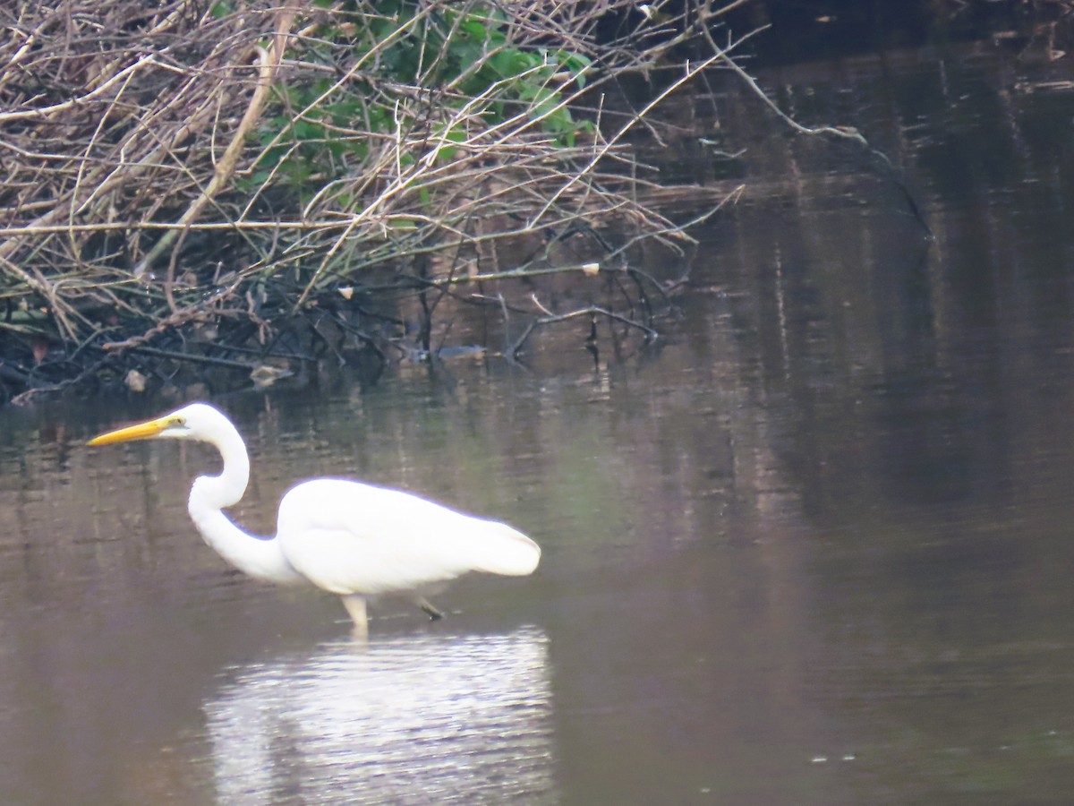 Medium Egret - ML646338628