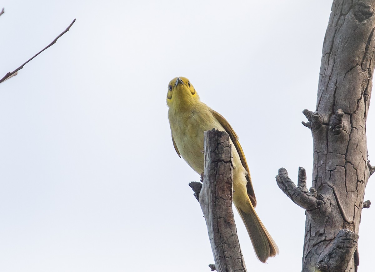 Yellow-tinted Honeyeater - ML646338630