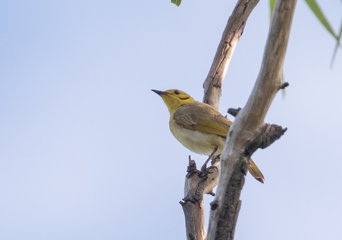 Yellow-tinted Honeyeater - ML646338633