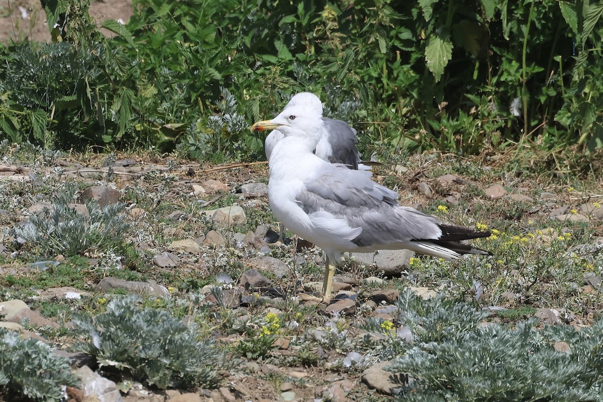 Armenian Gull - ML646338634