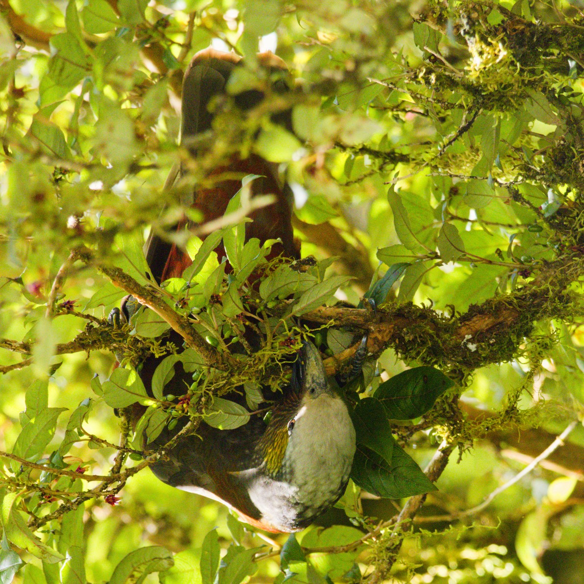 New Zealand Kaka - ML646338635