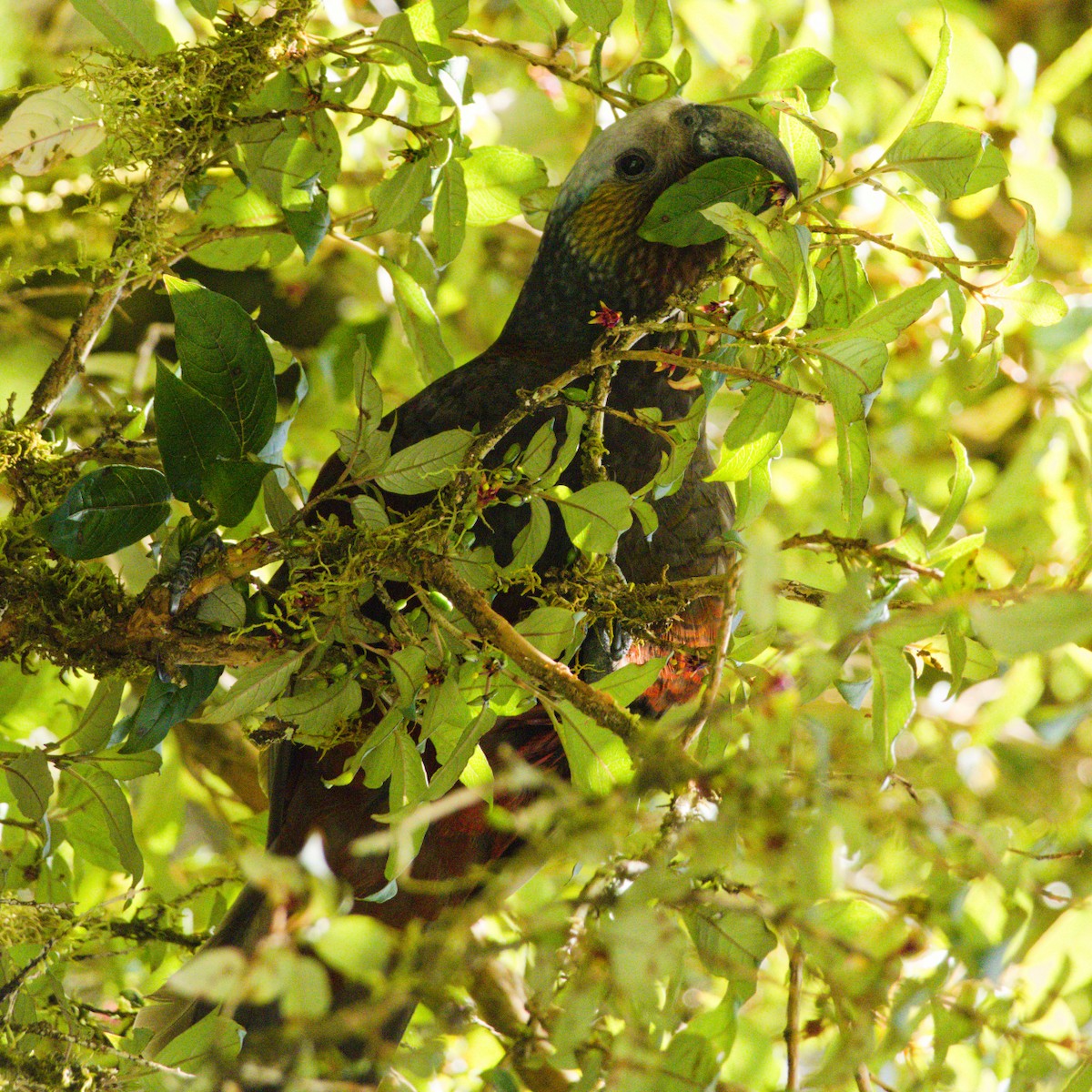 New Zealand Kaka - ML646338636