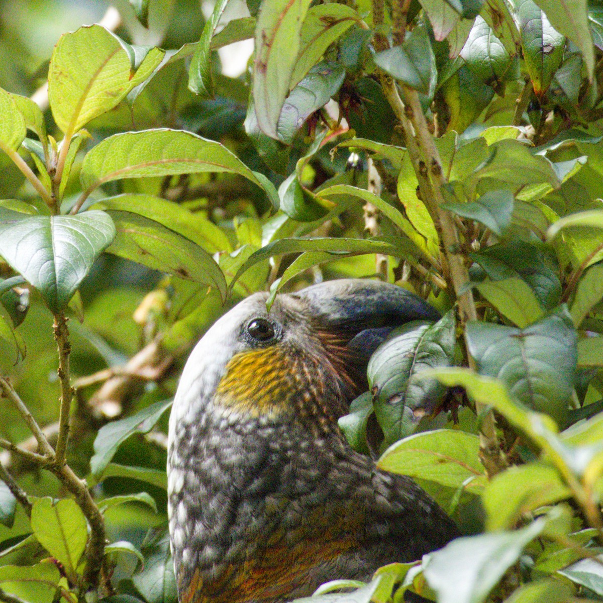 New Zealand Kaka - ML646338637