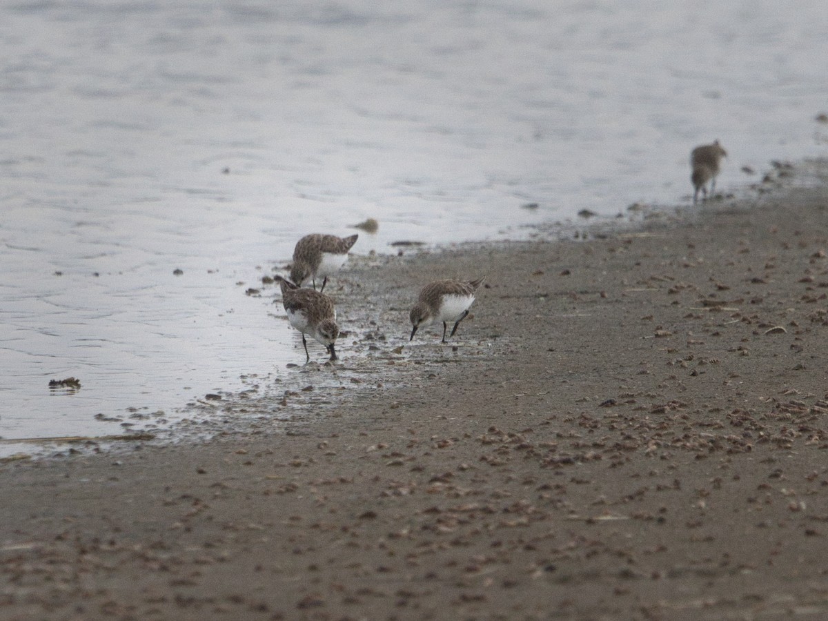 Spoon-billed Sandpiper - ML646338639