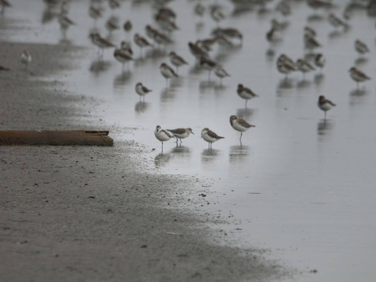 Spoon-billed Sandpiper - ML646338641