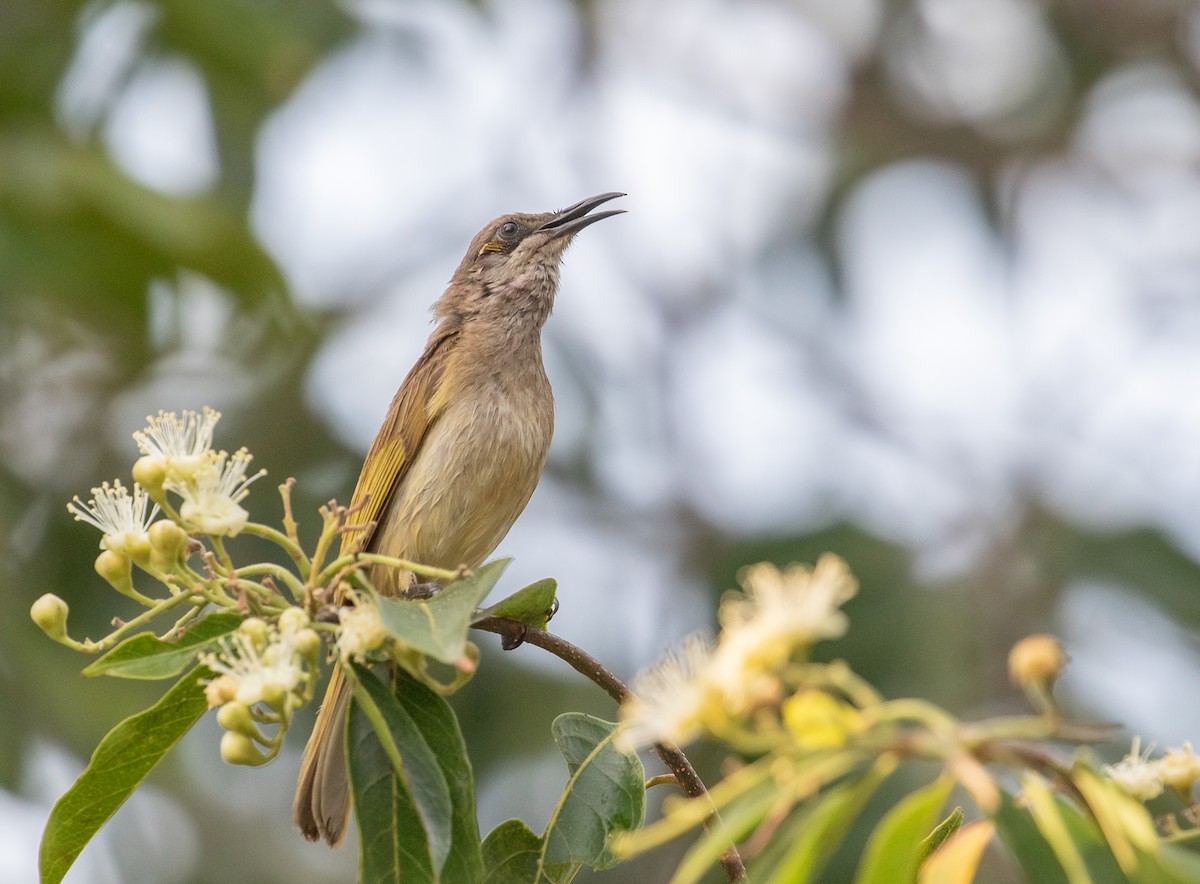Brown Honeyeater - ML646338643