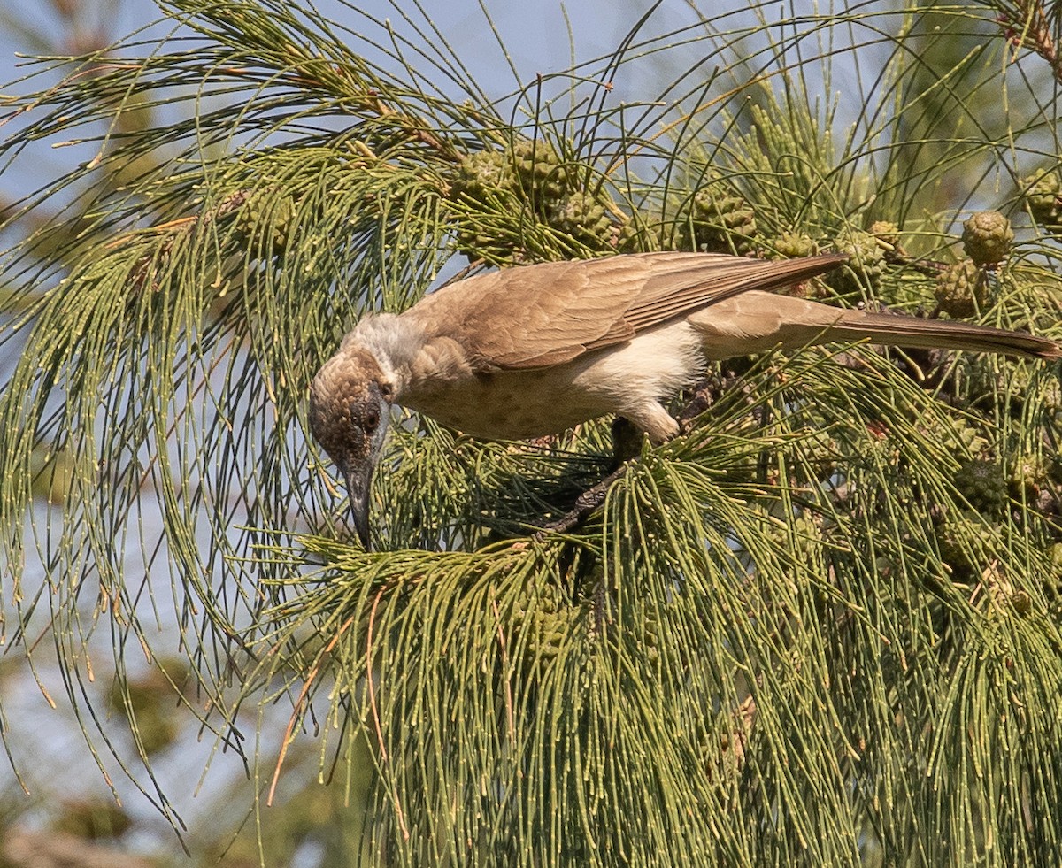 Little Friarbird - ML646338644
