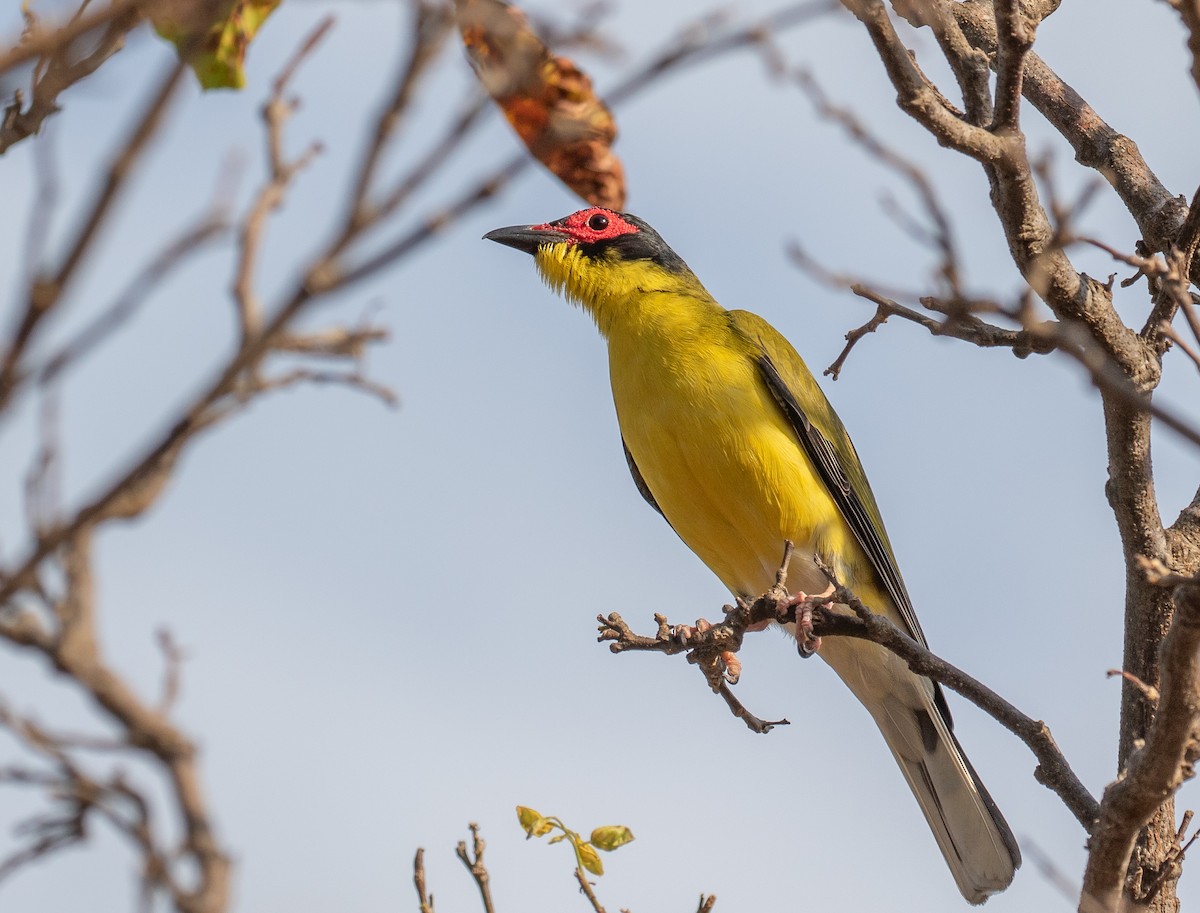 Australasian Figbird (Yellow) - ML646338645