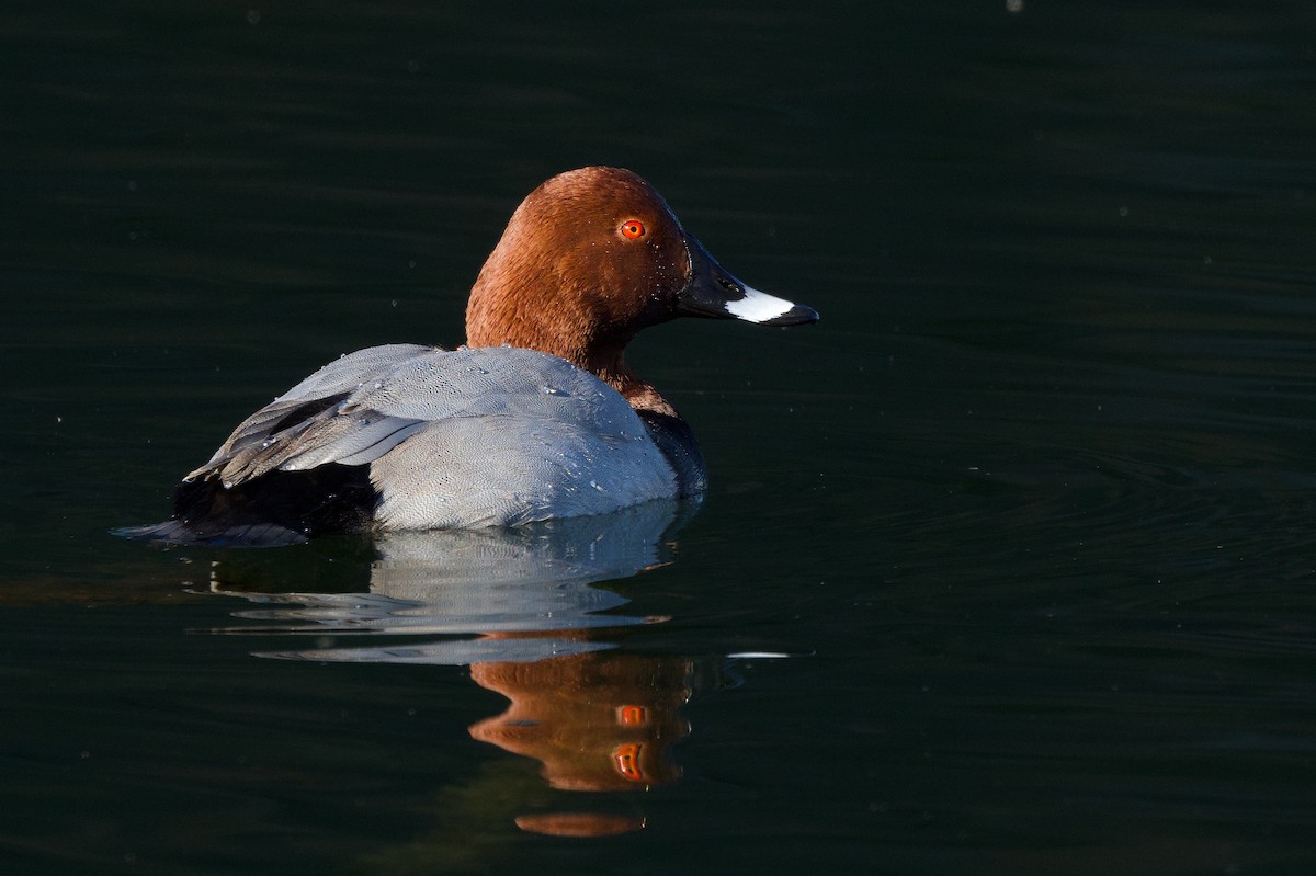 Common Pochard - ML646338646