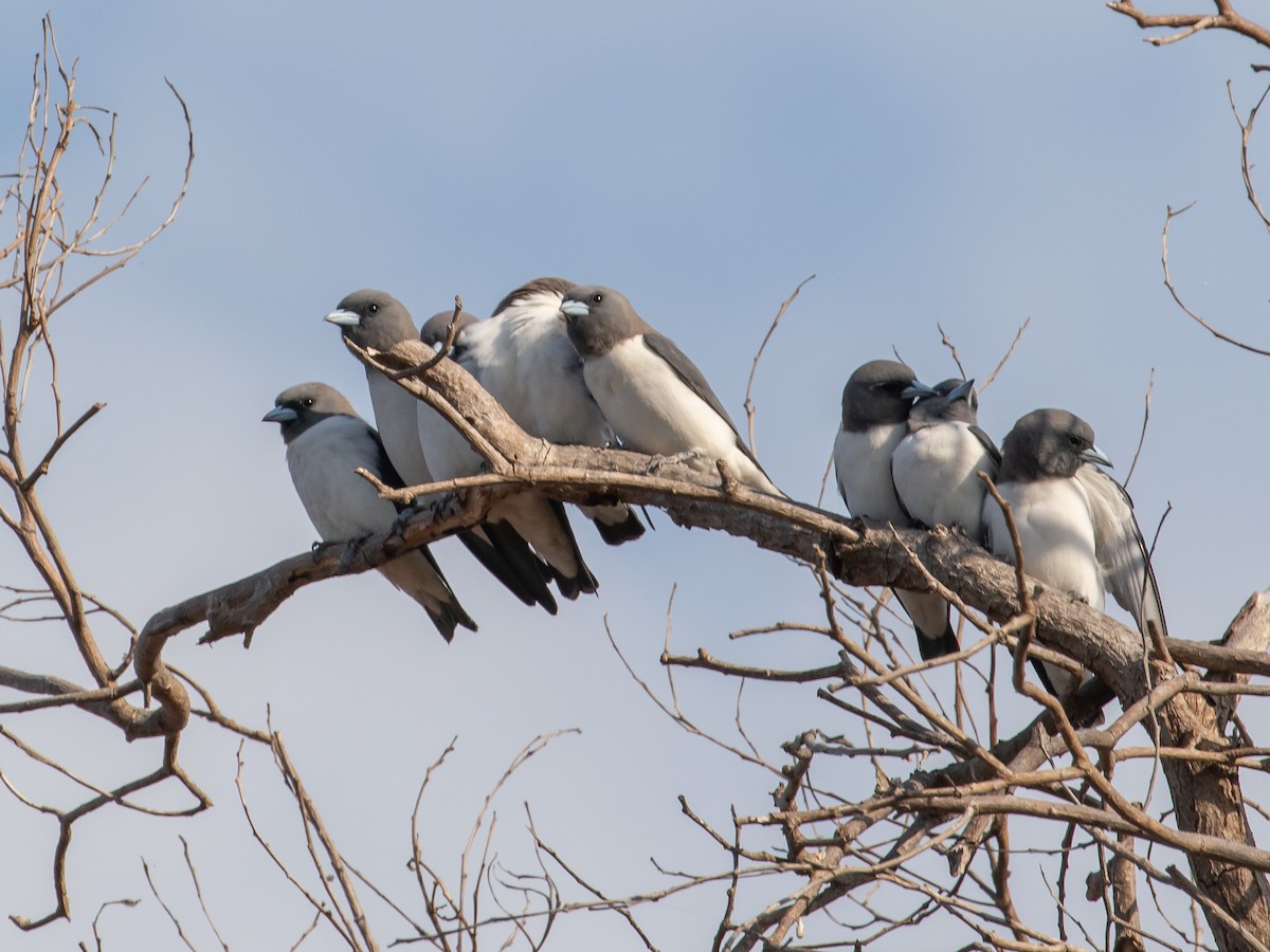 White-breasted Woodswallow - ML646338647