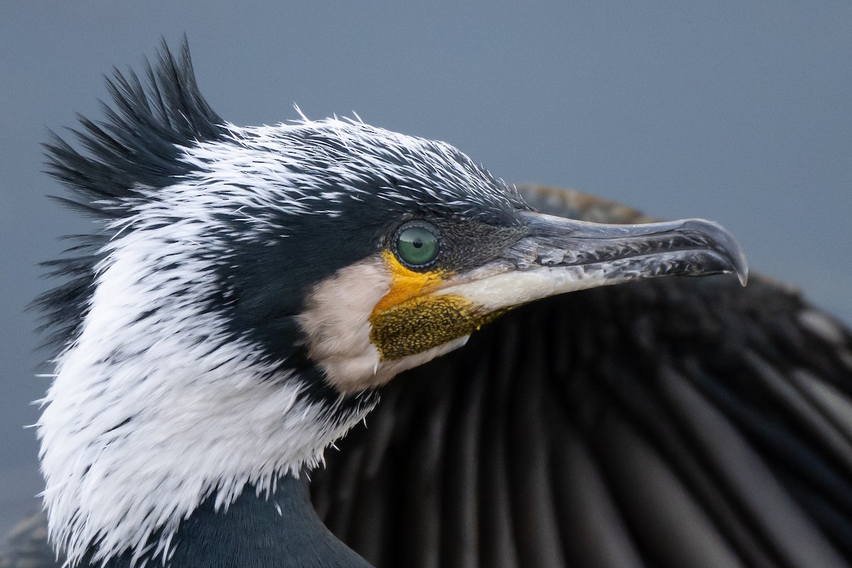 Great Cormorant - ML646338648