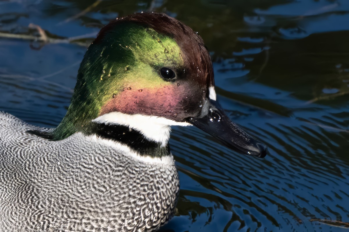 Falcated Duck - ML646338649