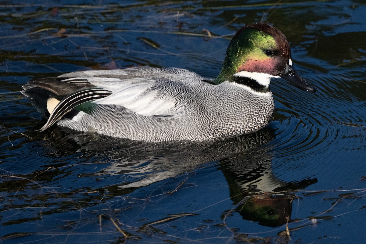 Falcated Duck - ML646338650