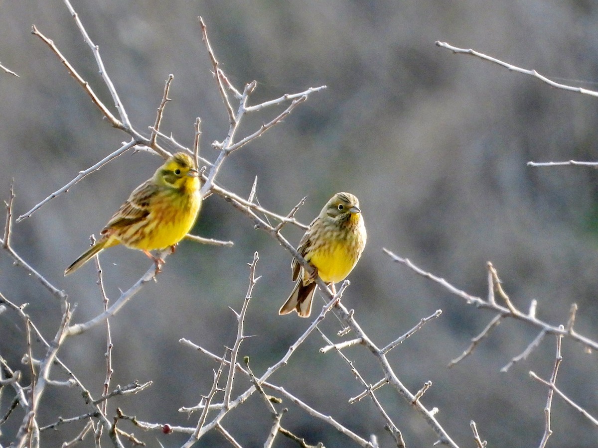 Yellowhammer - ML646338651