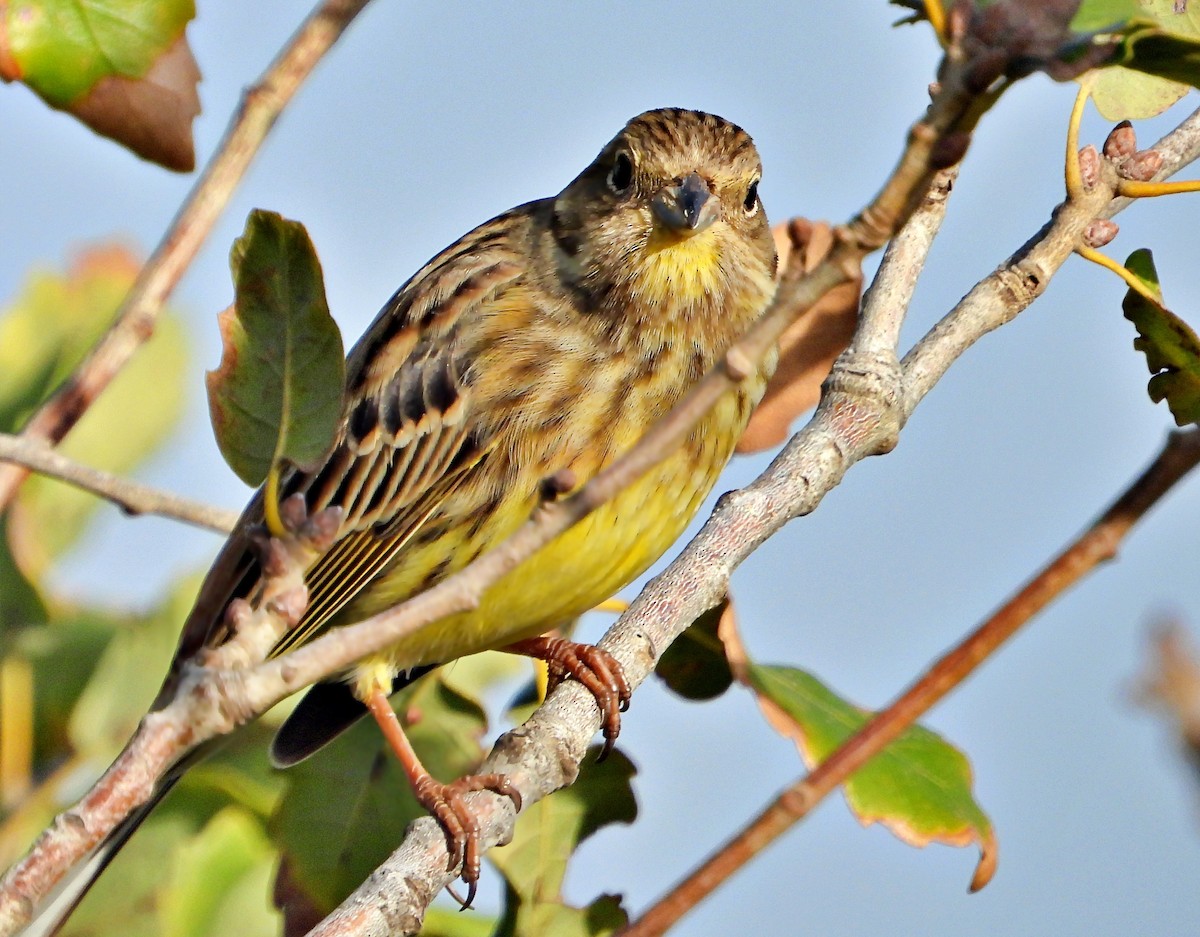 Yellowhammer - ML646338652