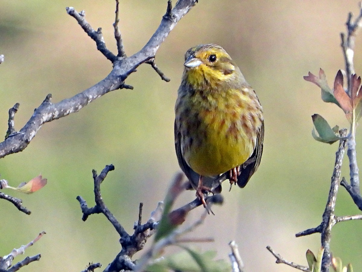 Yellowhammer - ML646338653