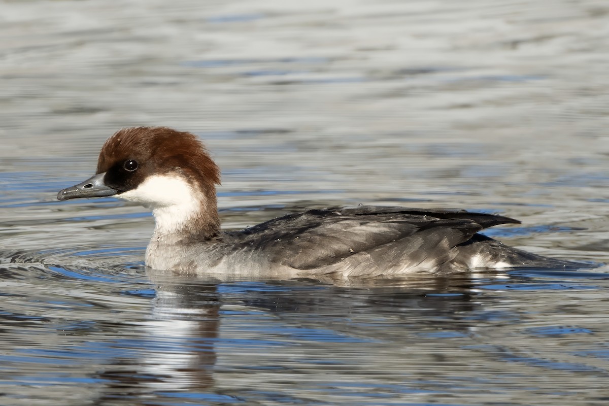 lappfiskand - ML646338654