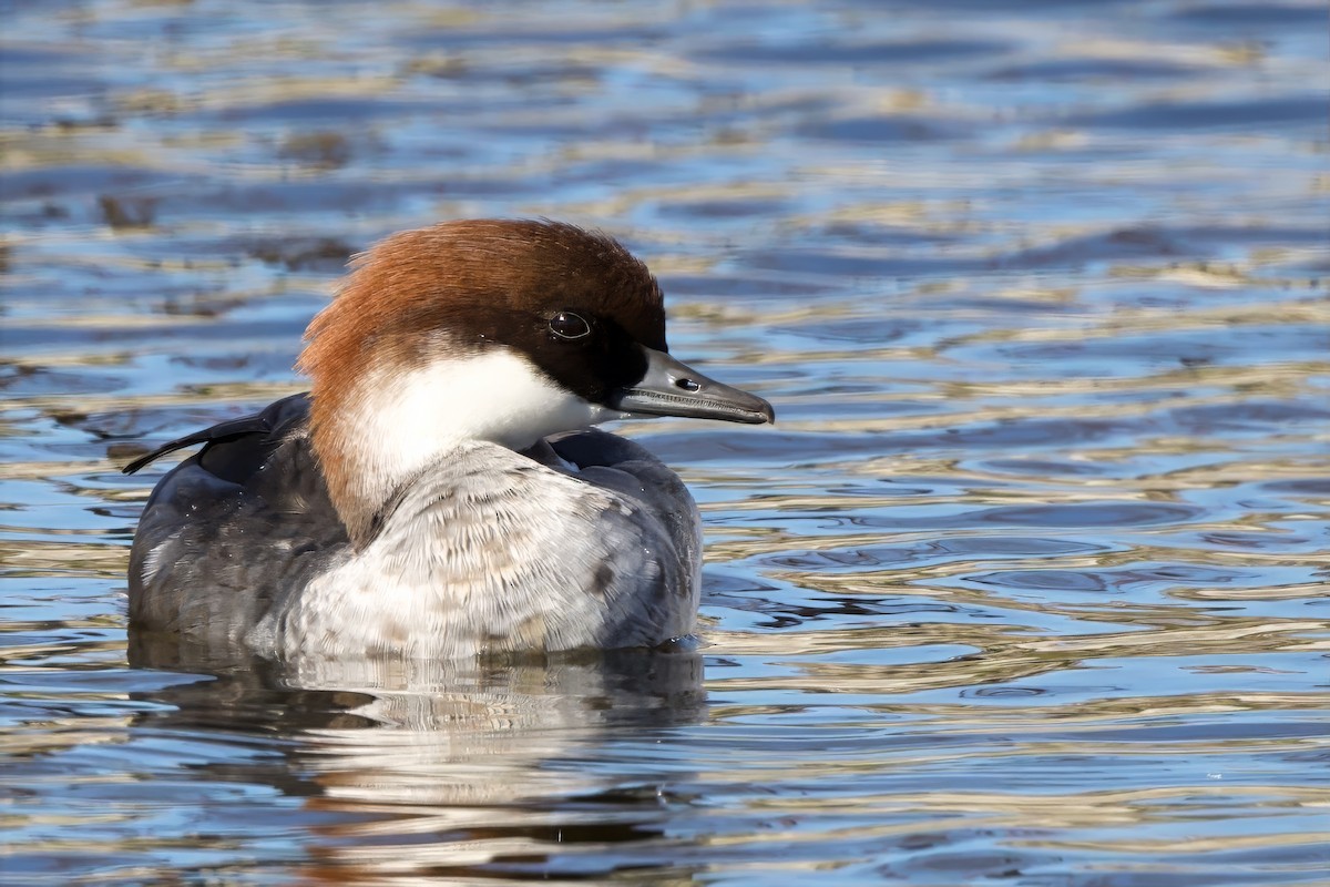 lappfiskand - ML646338655