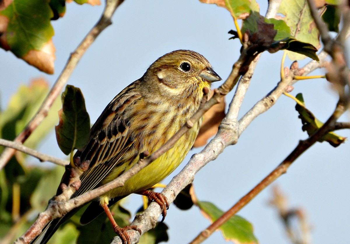 Алтан хөмрөг - ML646338657