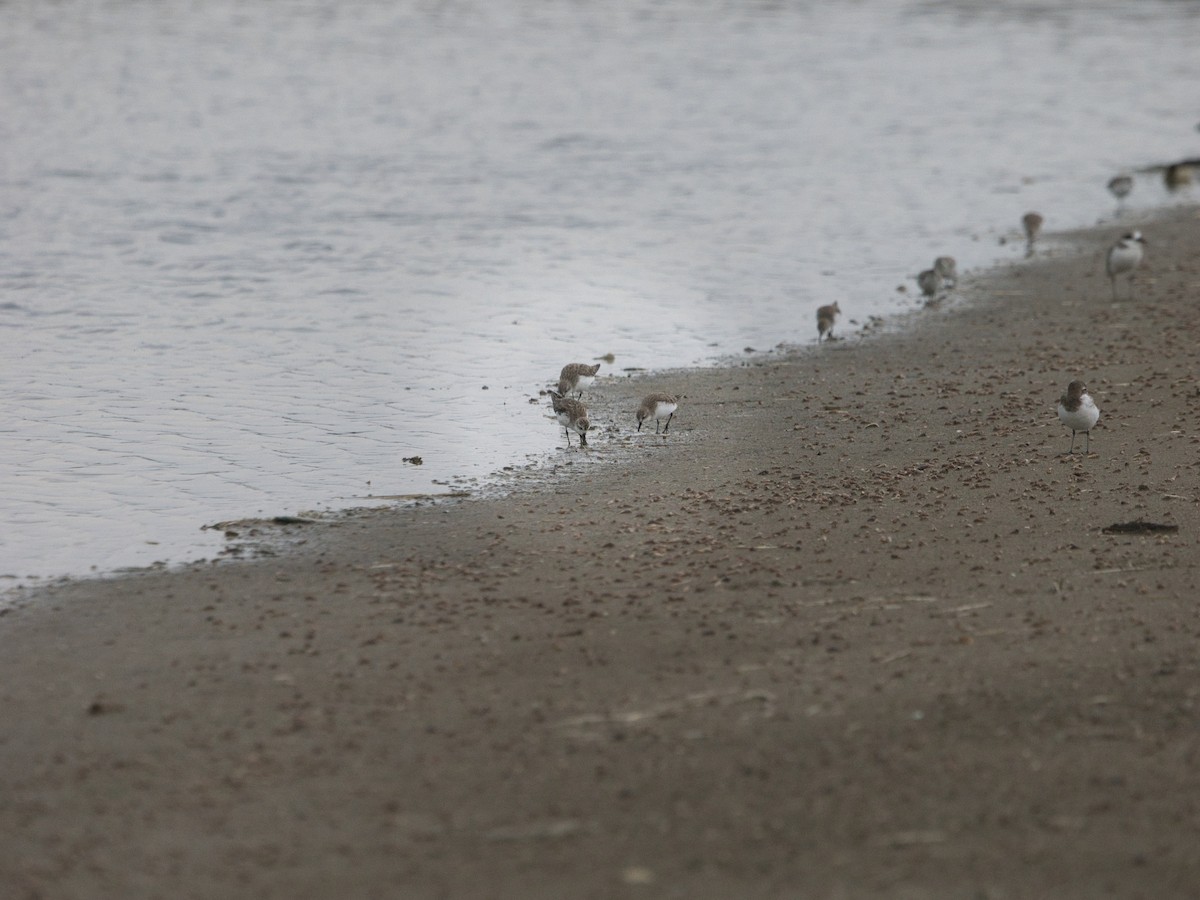 Spoon-billed Sandpiper - ML646338658