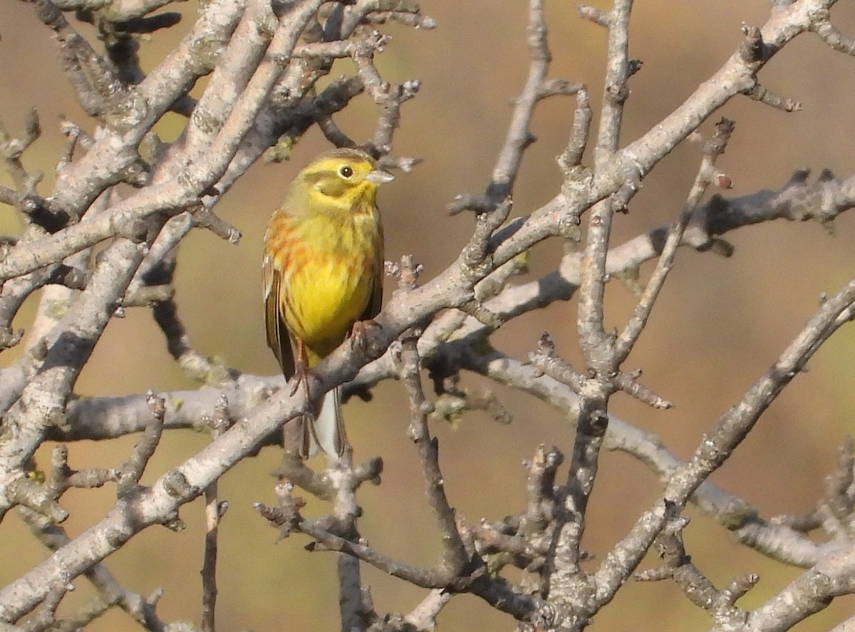 Алтан хөмрөг - ML646338659