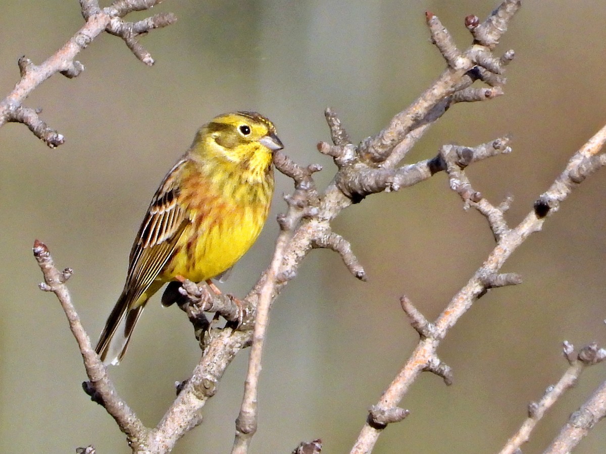 Алтан хөмрөг - ML646338661