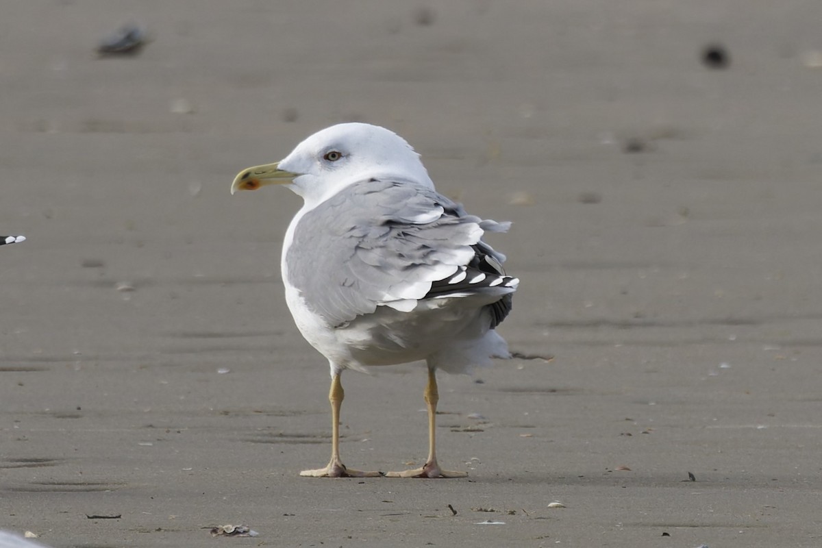 Yellow-legged Gull - ML646338662