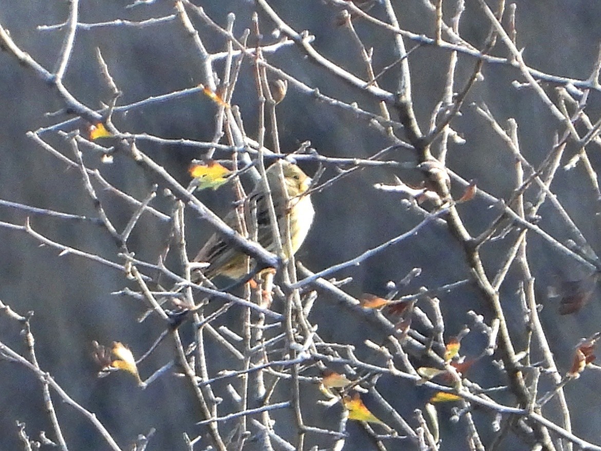 Алтан хөмрөг - ML646338663