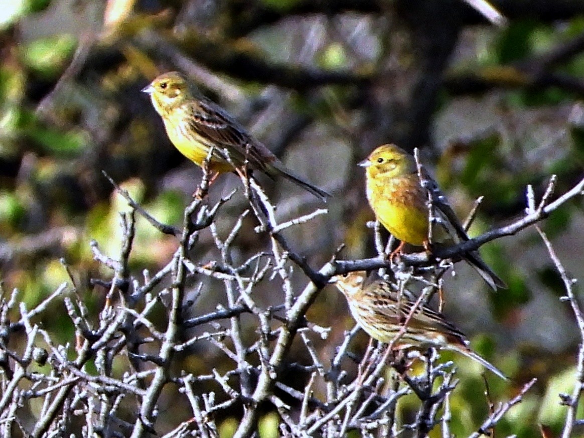 Алтан хөмрөг - ML646338664