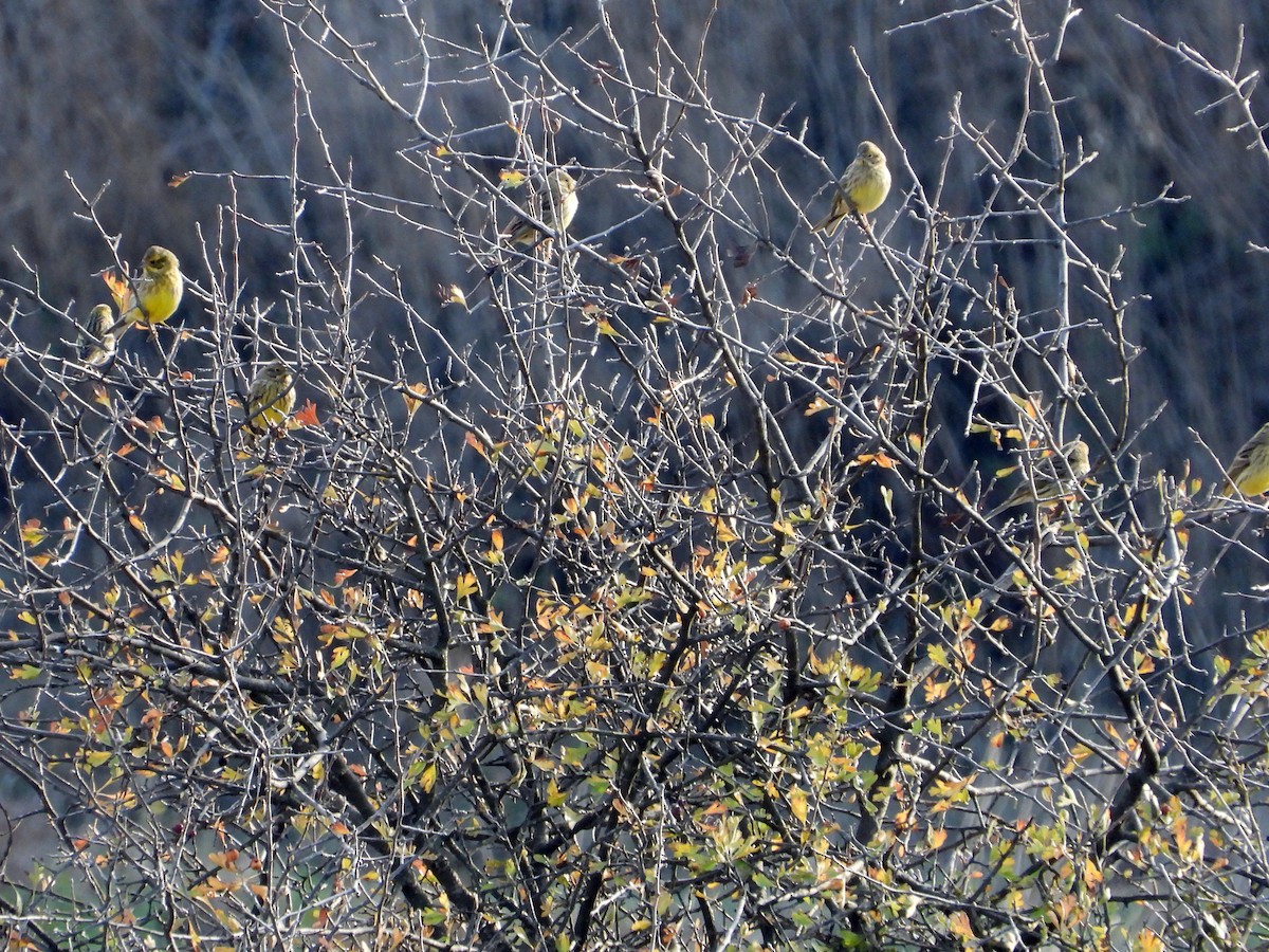 Алтан хөмрөг - ML646338677