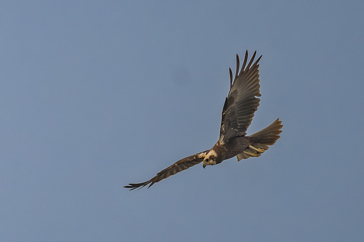 Aguilucho Lagunero Occidental - ML646338680