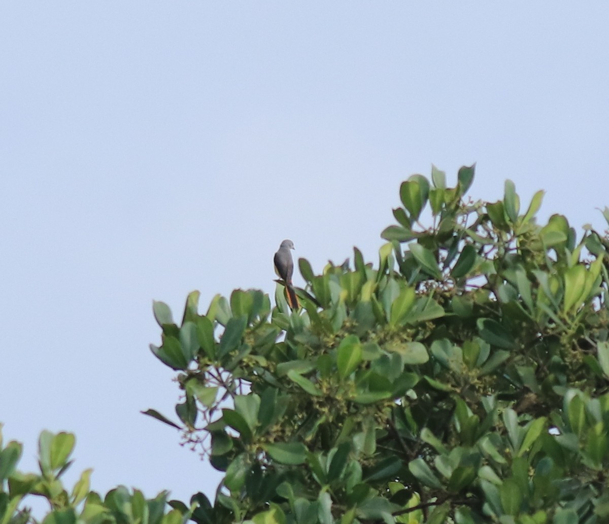 Zwergmennigvogel - ML646338683