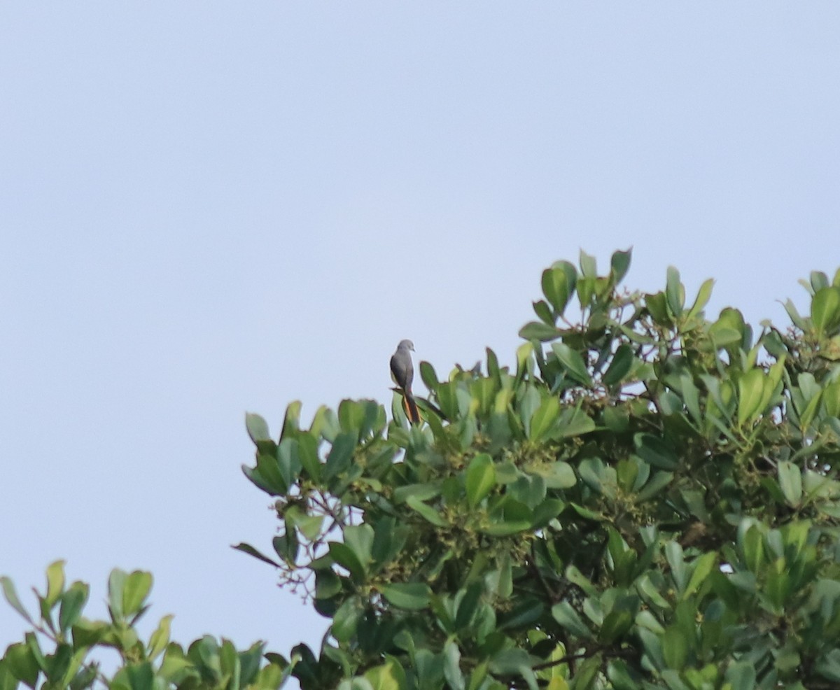 Zwergmennigvogel - ML646338684