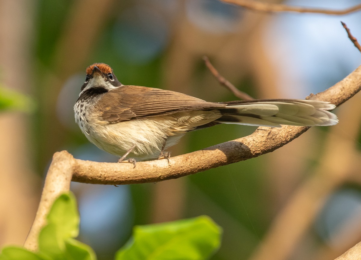 Arafura Fantail - ML646338685