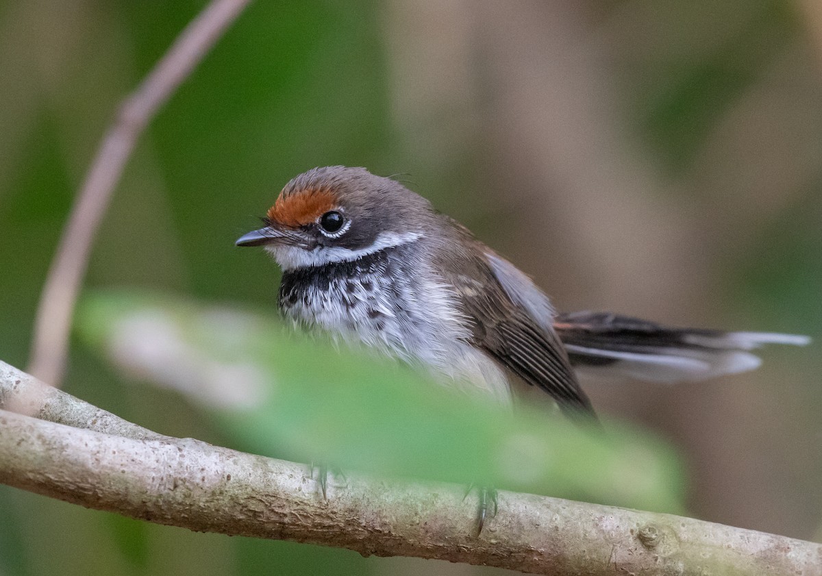 Arafura Fantail - ML646338686