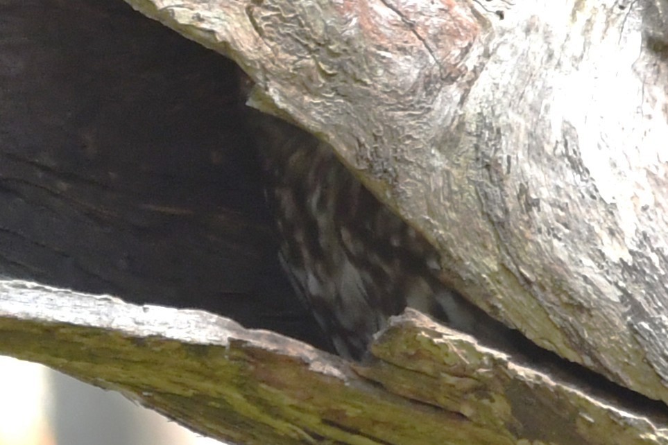 Australian Boobook - ML646338692