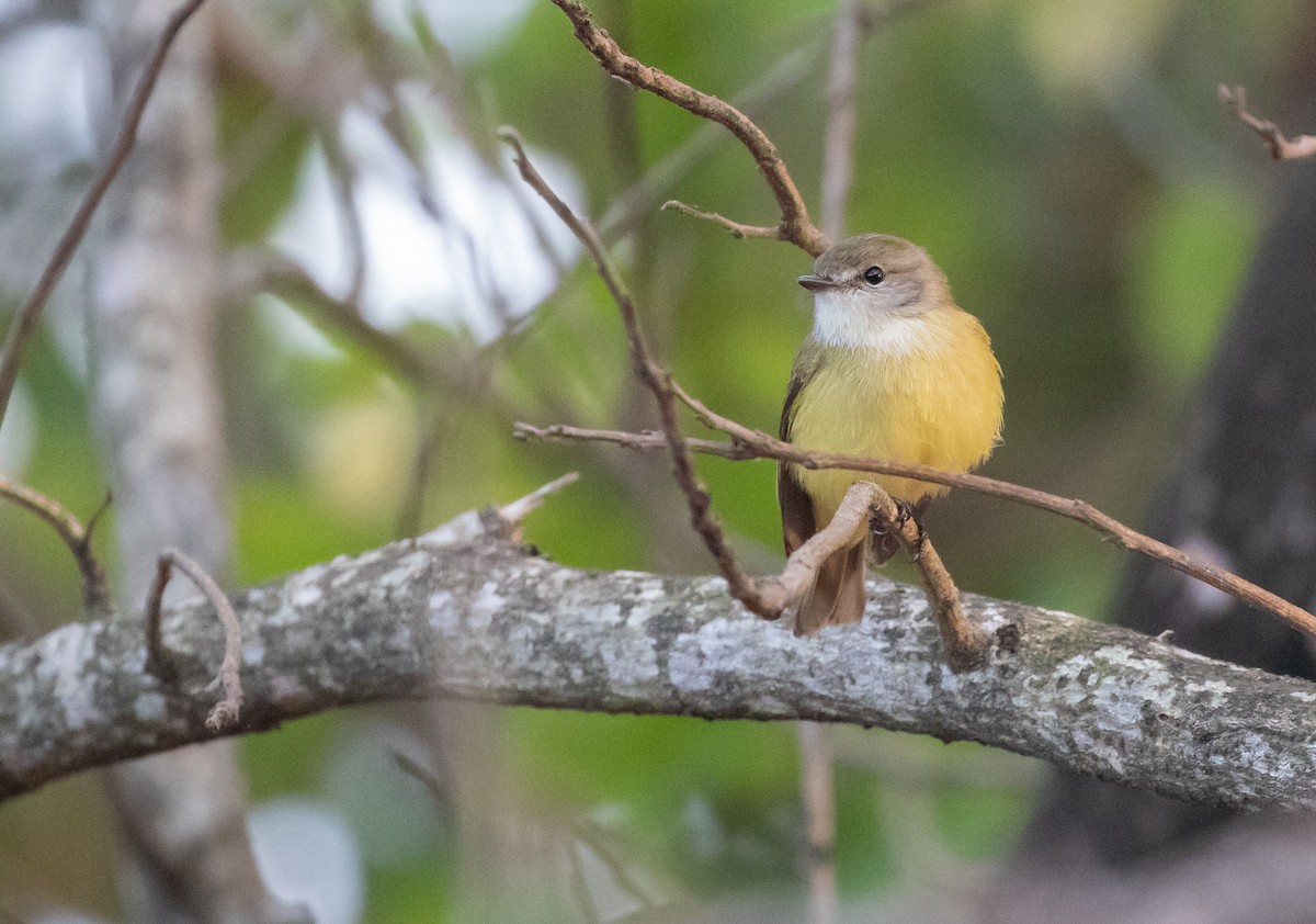 Lemon-bellied Flyrobin (Lemon-bellied) - ML646338693