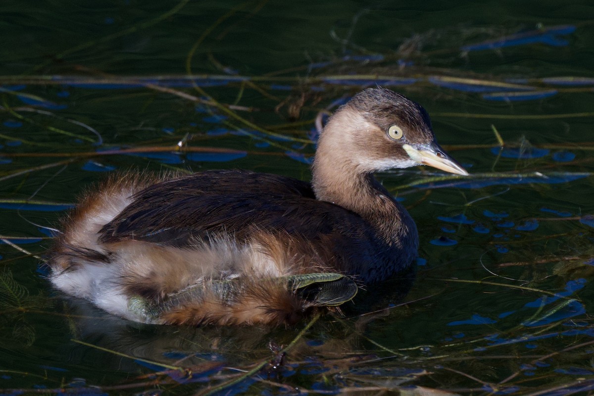 dvergdykker - ML646338696