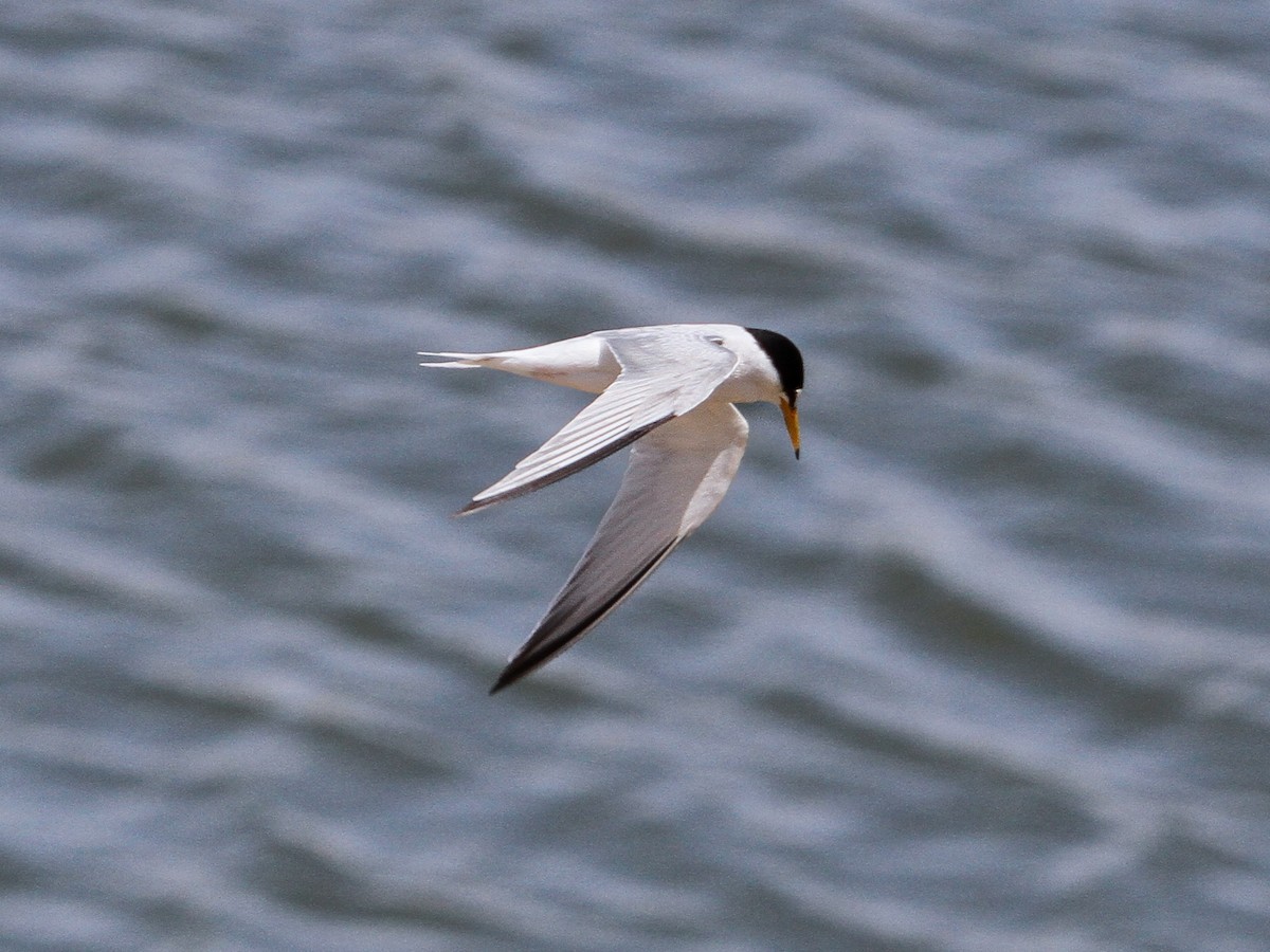 Малая горлица - ML646338739