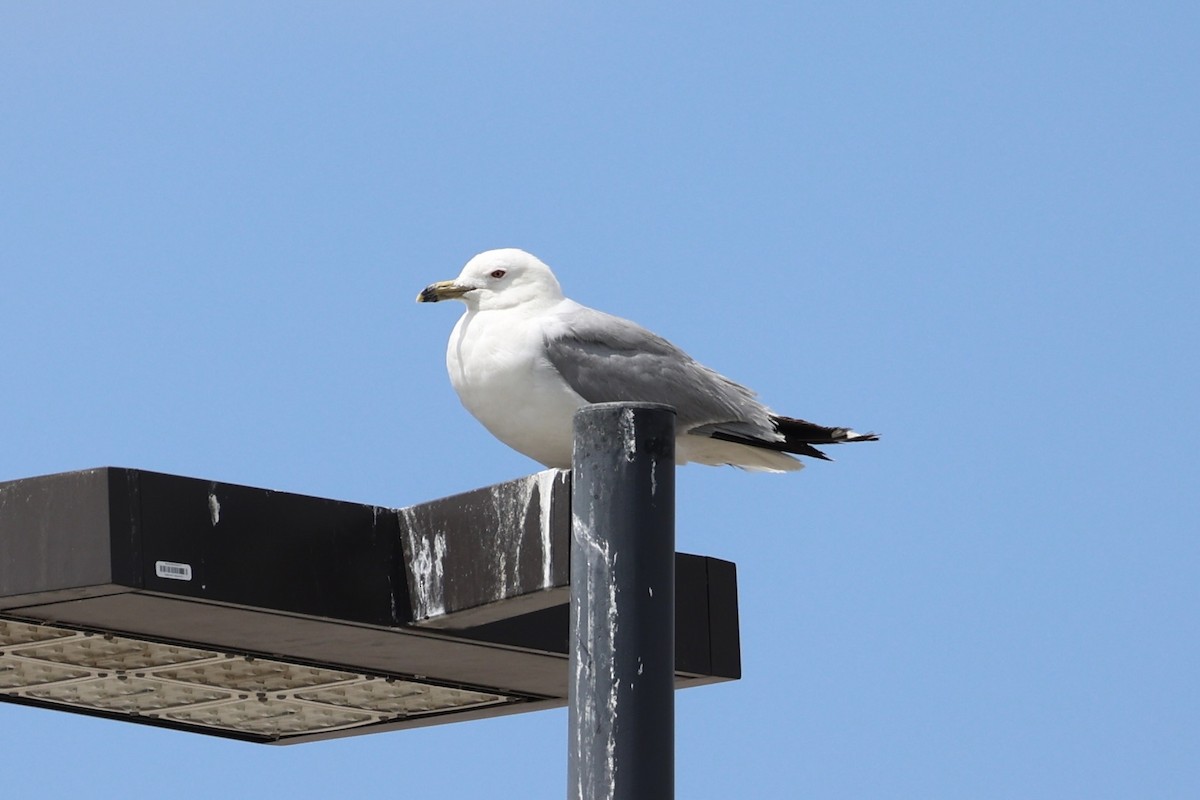 Делавэрская чайка - ML646338740