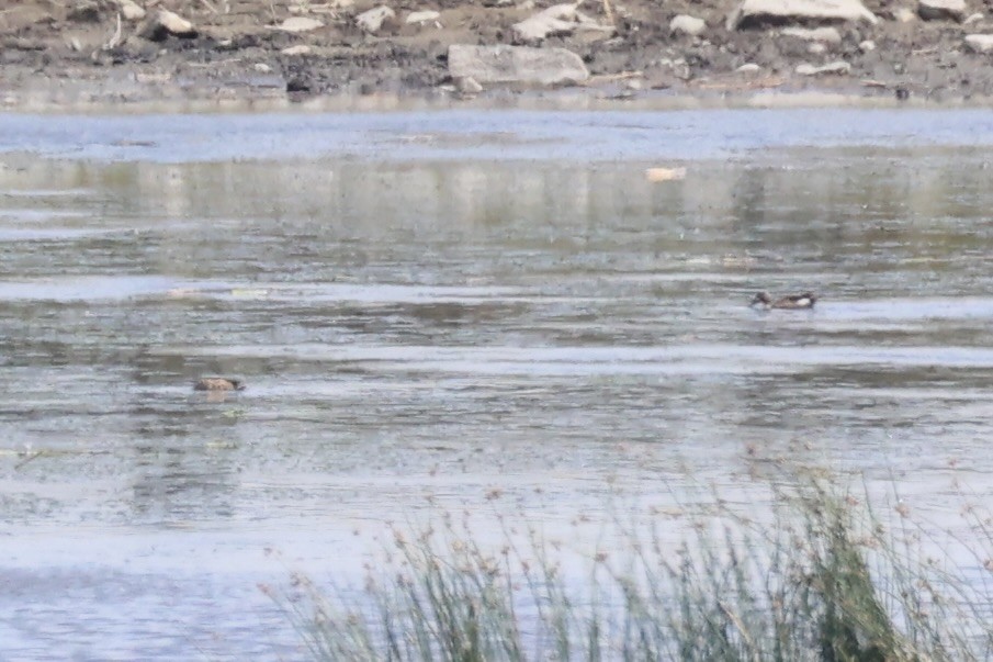 Кряква - ML646338741