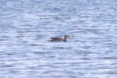 Кряква - ML646338742