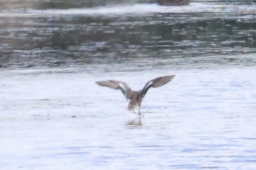 Кряква - ML646338743